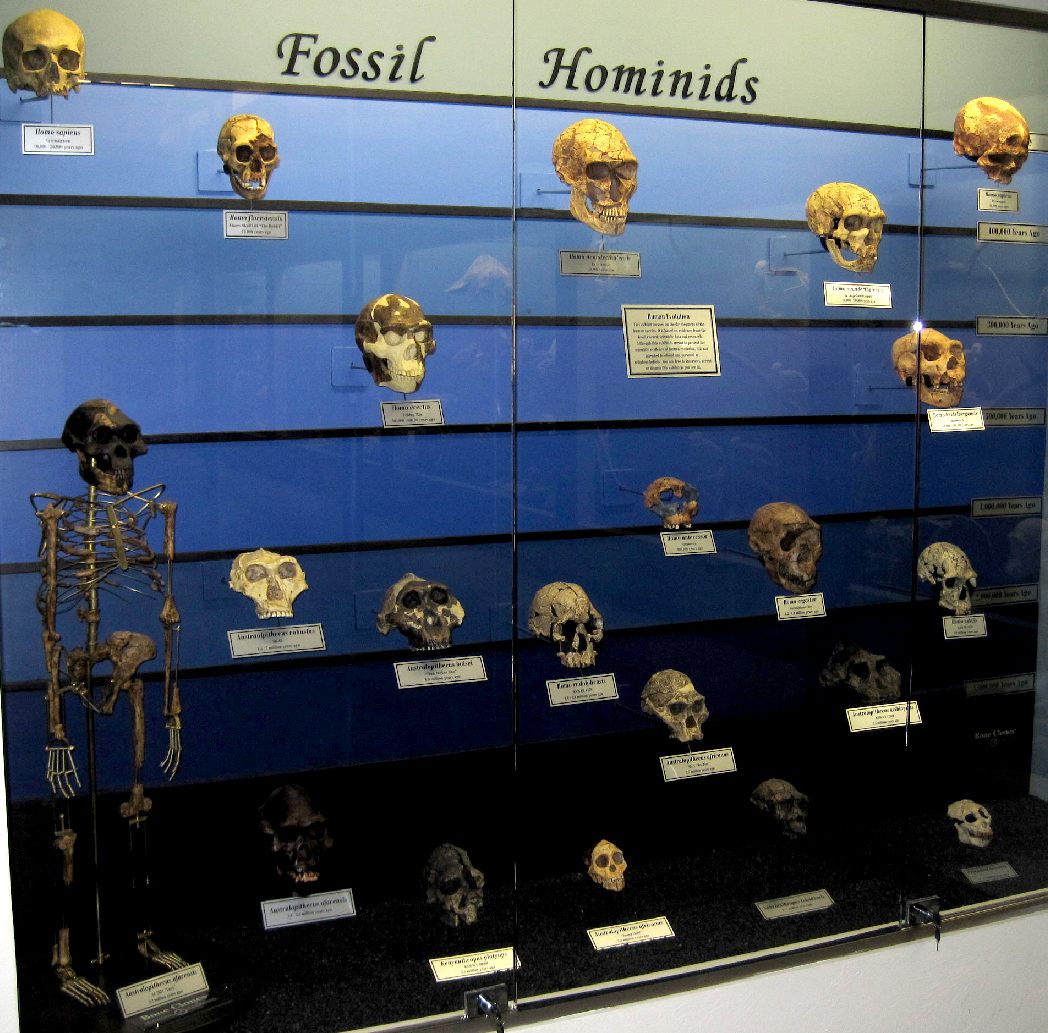 Hominid skull capacity growth in line with intelligence