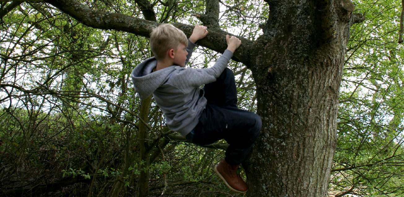 Image result for people climbing trees