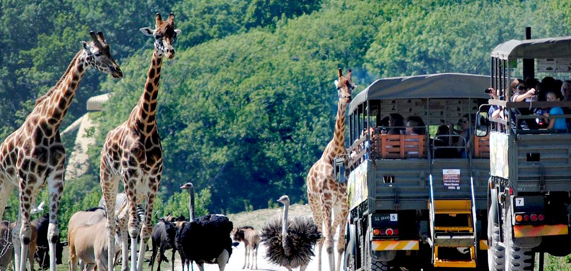 Giraffes at the Aspinal Foundation safari park