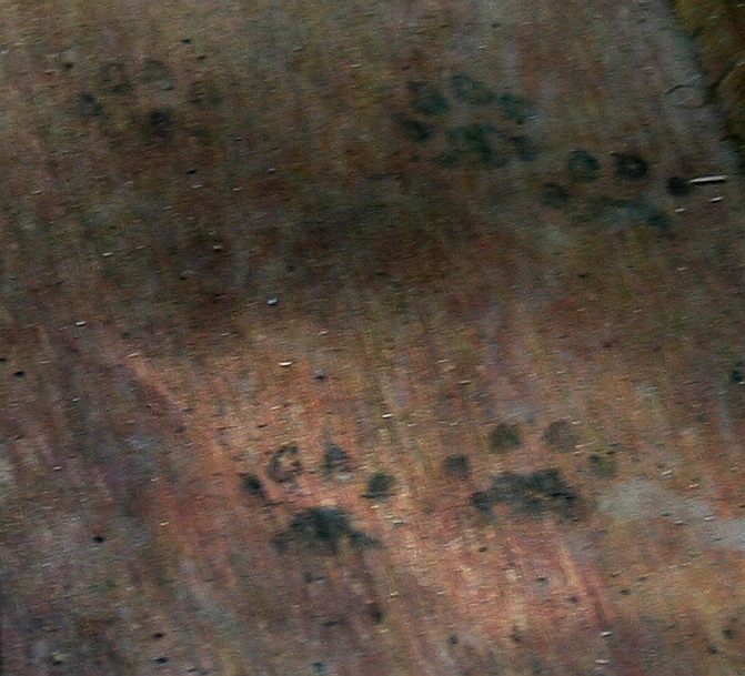 Cat paw prints on the floorpan of the DC50