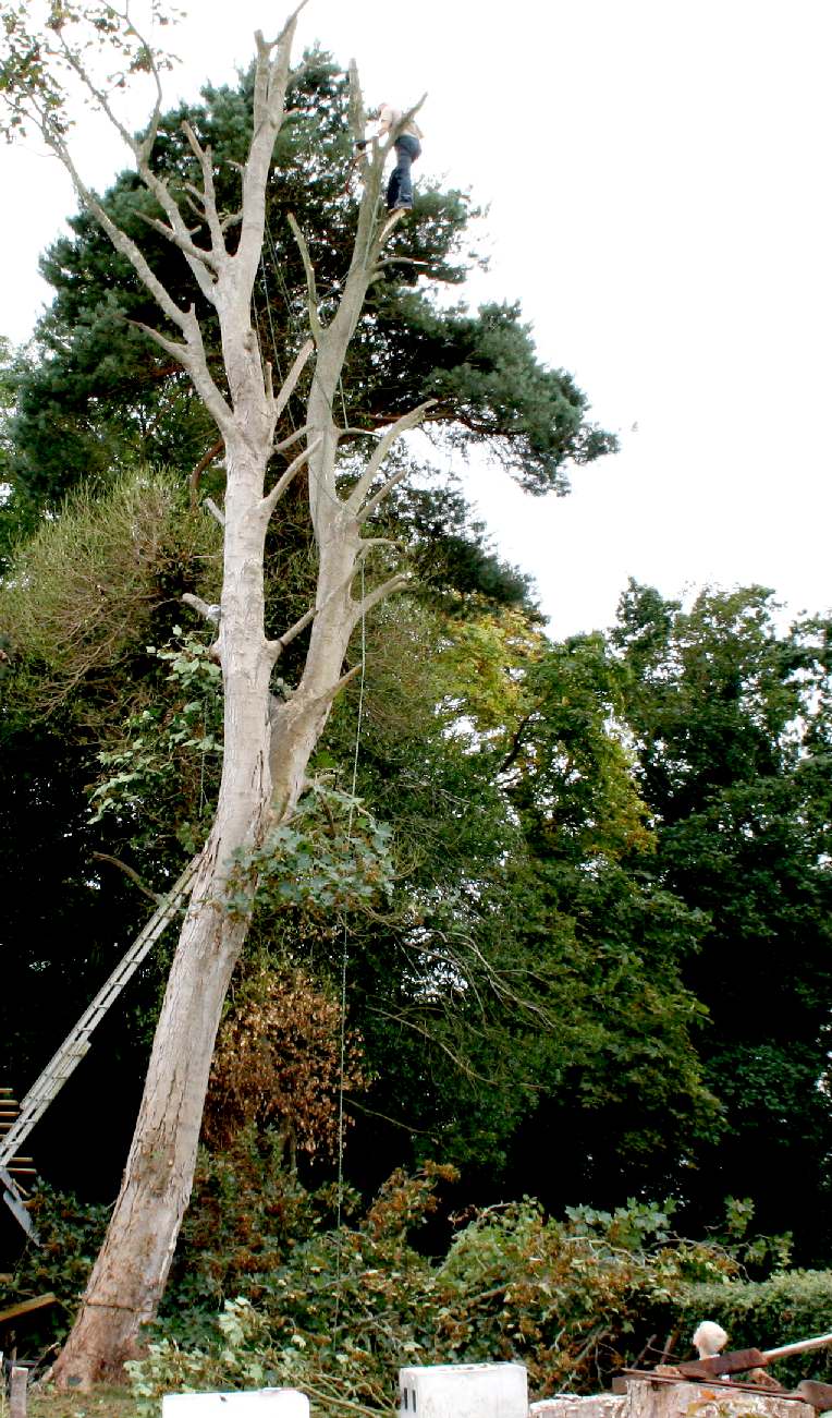 Reducing a tall sycamore tree