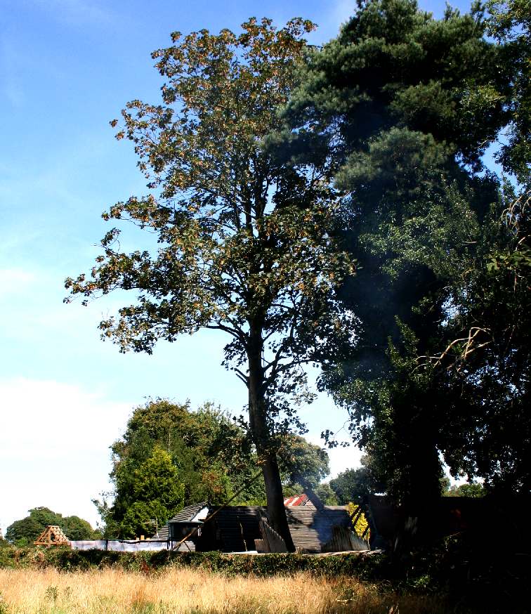 Sycamore and scots pine trees