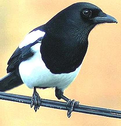 Magpies are prevalent at Pevensey Levels, eating Lapwing chicks and eggs