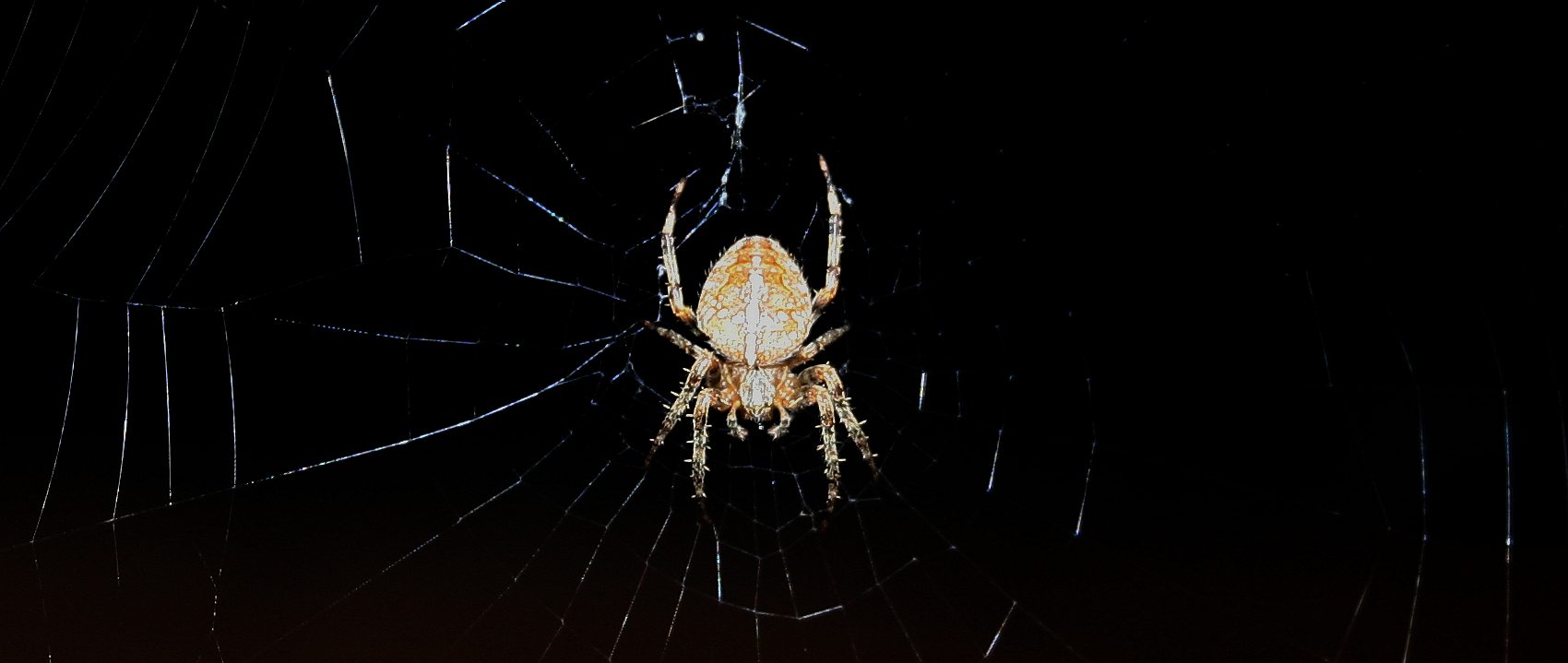 Garden cross (tiger) garden spider 30mm Sussex, England