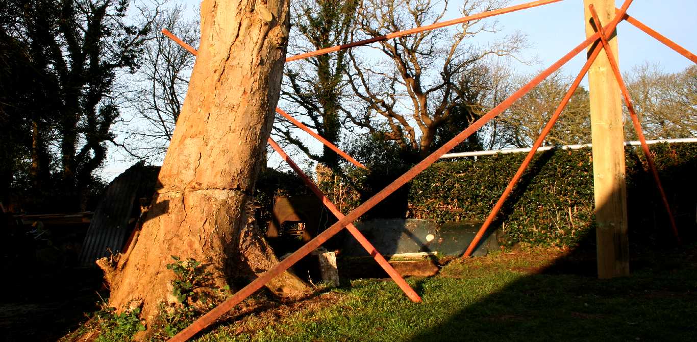 A sick sycamore in need of human assistance to survive